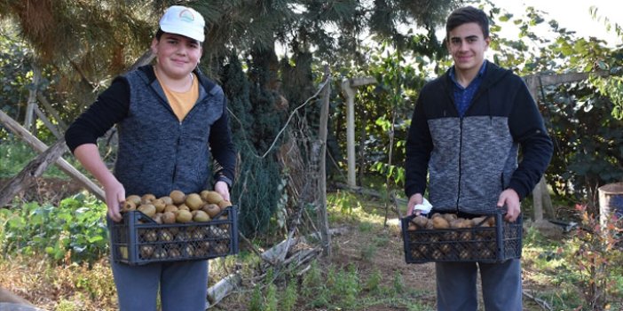 Trabzon'da öğrenciler kivi hasadı yaptı