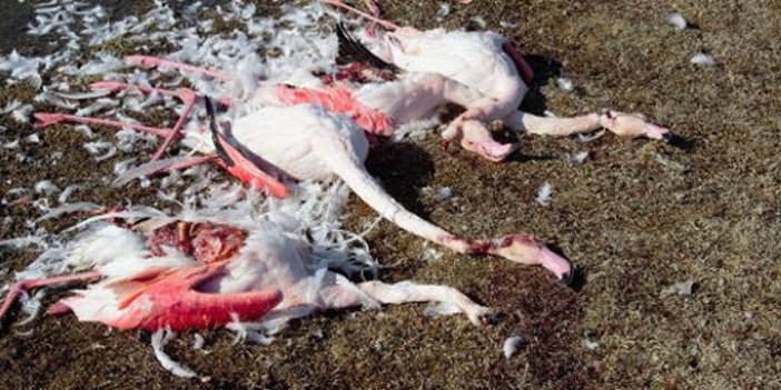 Konya'da flamingo katliamı!