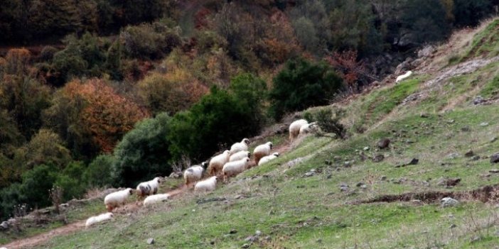 Samsun’da keçileri kaçırtan ihbar