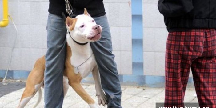 Mahkeme Trabzonlu gencin köpeğini silah saydı!