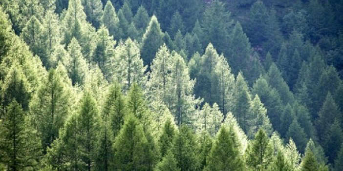 Bakan Eroğlu: Türkiye'de orman varlığı artıyor