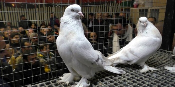 80 bin lira verdiği güvercini satın alamadı