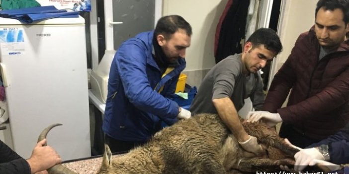 Artvin'de yaralı bulunan dağ keçisi Kars'a sevk edildi