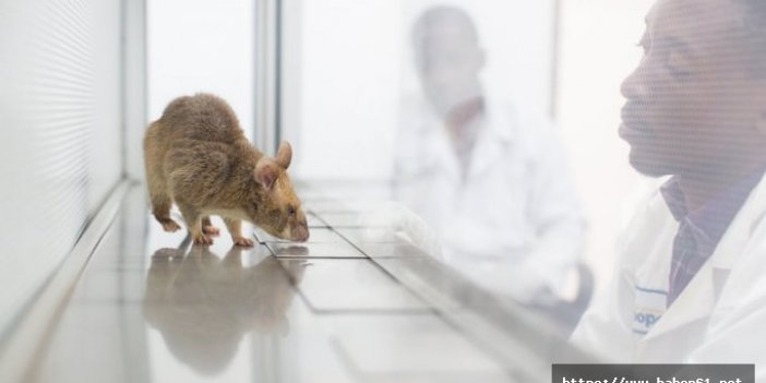 Tanzanya’daki sıçanlar tüberküloz teşhisi koyuyor
