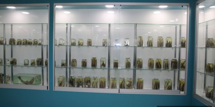 Rize'de balık müzesi açıldı