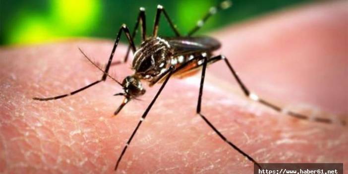 Karadeniz'de ölümcül tehlike! Zika virüsü Karadeniz'de görüldü