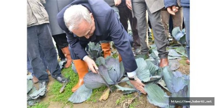 Bakan Fakıbaba Samsun'da lahana hasadı yaptı