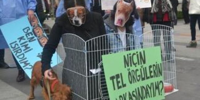 Trabzon'da hayvan severlerden üniversitede kaybolan köpekler için tepki