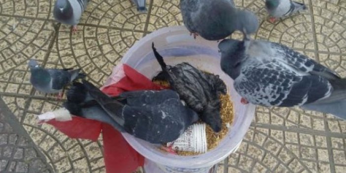 Güvercinler yem için savaştı