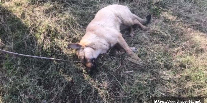 Av tüfeğiyle köpek öldüren kişiye bin 255 lira para cezası