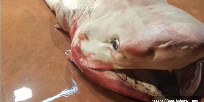 Antalya Körfezi'nde köpekbalığı yakalandı