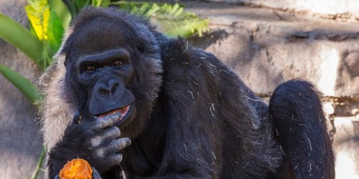 Dünya’nın en yaşlı gorili öldü