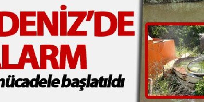 Kırmızı alarm: Rize, Trabzon ve Artvin'de mücadele başlatıldı
