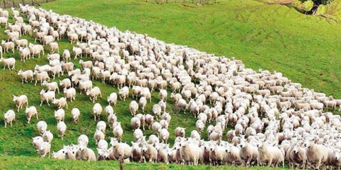 Köyüne dönene maaş ve 300 koyun!