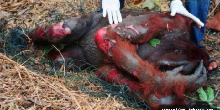Orangutanı akıl almaz işkenceyle katlettiler!