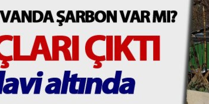 Trabzon'da kesilen hayvanda şarbon var mı? Test sonuçları çıktı