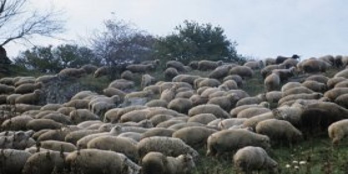 300 koyun projesinde flaş açıklama