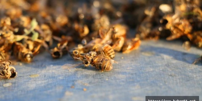 Adana'da arı katliamı
