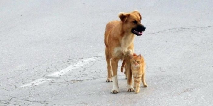 Kedi ve köpeğin dostluğu