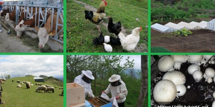 Trabzon'da genç çiftçilere 30 bin TL hibe verilecek