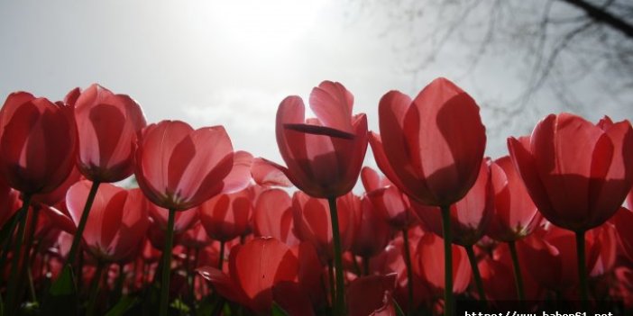 Baharın habercisi milyonlarca lale çiçek açtı 