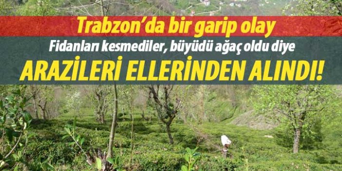 Trabzon'da bir garip olay! Arazilerinde ağaç var diye ellerinden alındı