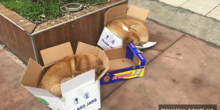 Köpekler soğukta karton kutu üzerinde uyudu