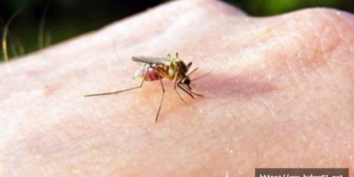 Sivrisineklere karşı askeri radar teknolojisi