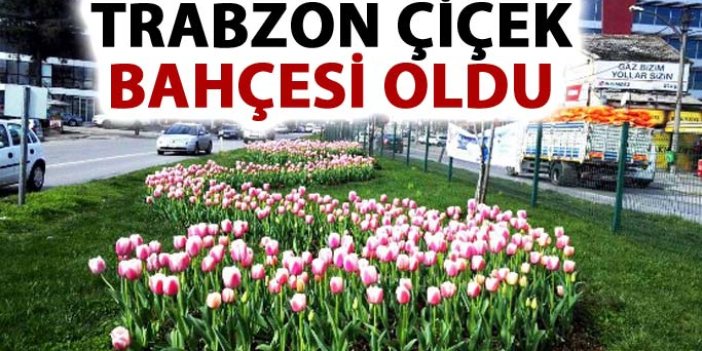 Trabzon çiçek bahçesi oldu