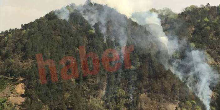 Trabzon'da ormanlık alanda örtü yangını çıktı. 2 Nisan 2018