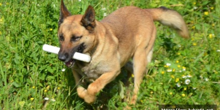 Narkotik köpeği 'Mişa' Nazilli'ye atandı