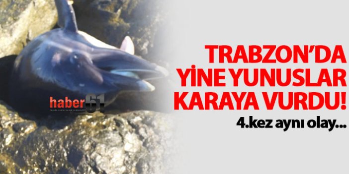 Trabzon'da yine yunuslar karaya vuruyor