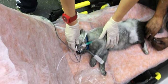 Yangında mahsur kalan kedi, kalp masajıyla kurtarıldı