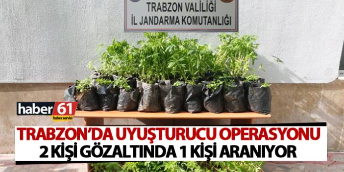 Trabzon’da uyuşturucu operasyonu: Yüzlerce kök kenevir...