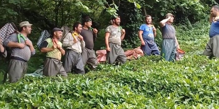 Gürcü çay işçileri çay toplamayı eğlenceye dönüştürdü 