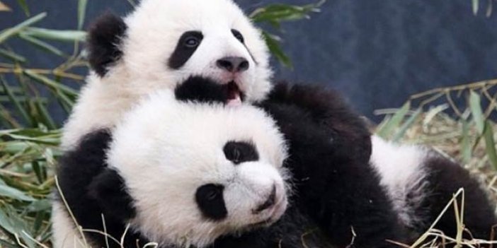 2018’in ilk ikiz pandaları Çin’de doğdu