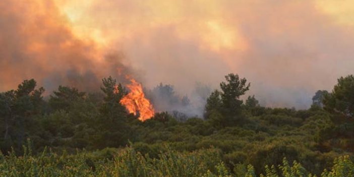 Korkutan orman yangını! Ekipler alevlere müdahale ediyor