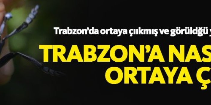 Dracula'nın Trabzon'a nasıl geldiği ortaya çıktı