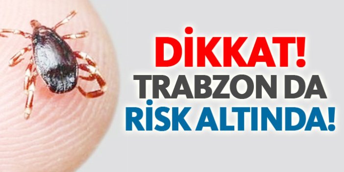 Trabzon da kene riski altında