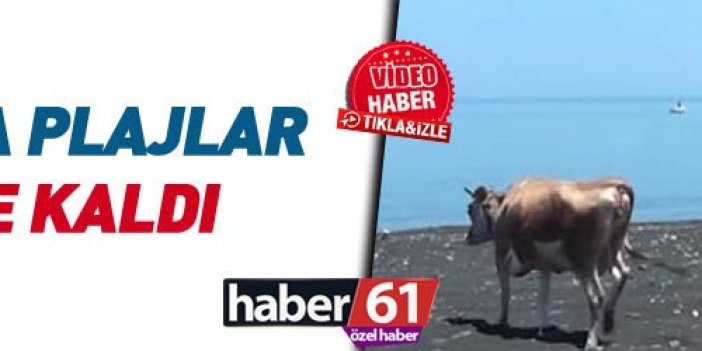 Trabzon'da plajlar ineklere kaldı