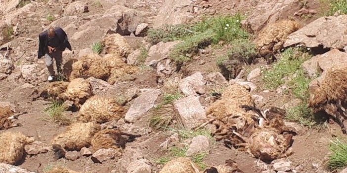 Sahipleri şokta! 500 koyun intihar etti