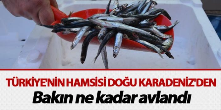 Türkiye'nin Hamsisi Doğu Karadeniz'den - Bakın ne kadar avlandı
