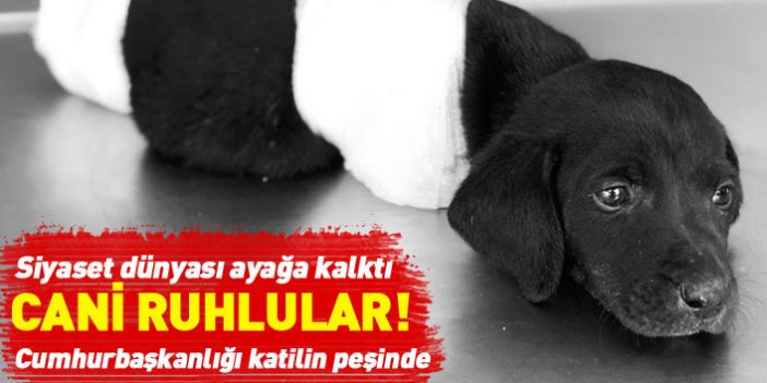 Yavru köpeğin 4 bacağının kesilerek öldürülmesine siyasilerden tepki