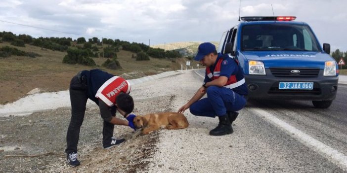 Jandarma, yaralı köpeğin hayatını kurtardı