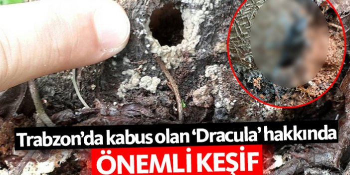 Trabzon'da 'kabus' olan dracula için önemli keşif