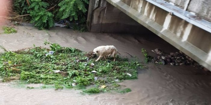 Hayvanlar, şiddetli yağışta mahsur kaldı
