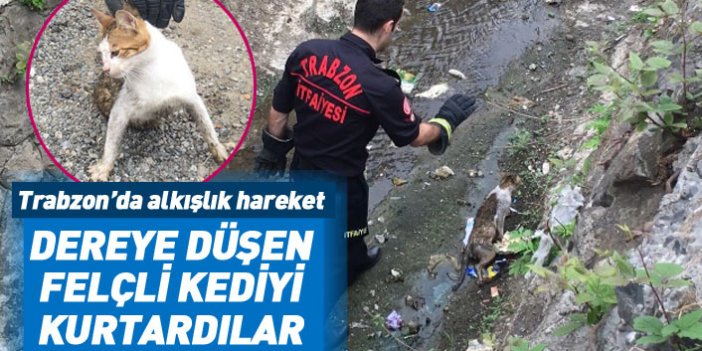 Trabzon'da felçli kediyi dereden kurtardılar