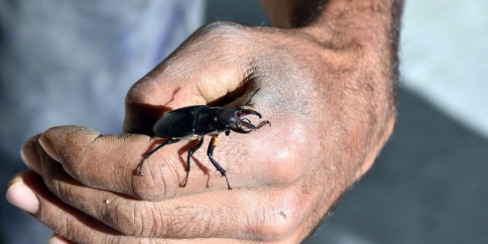 Sivas'ta ilk kez 'geyik böceği' bulundu