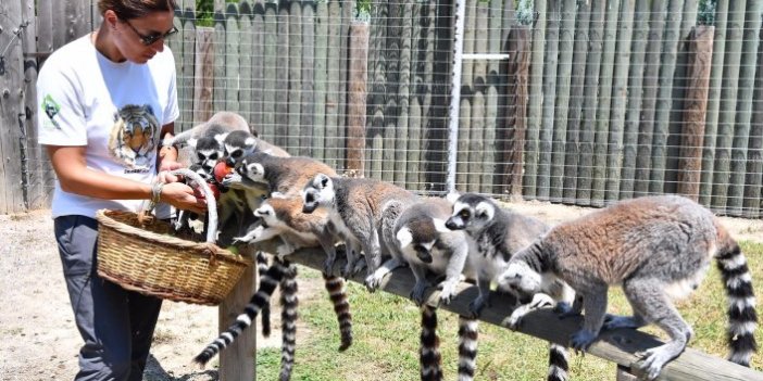 Lemurlar organik besleniyor