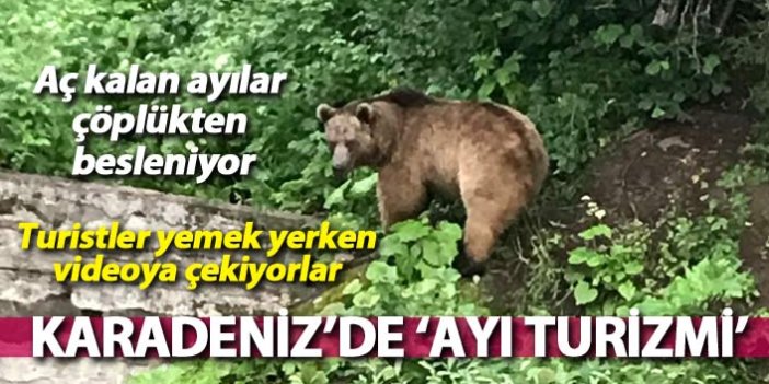 Karadeniz'de 'Ayı turizmi' Çöpten beslenen ayıları seyretmek için akın ediyorlar